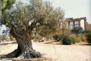 Uralter Olivenbaum